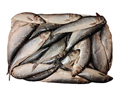 СЕЛЬДЬ АТЛАНТИЧЕСКАЯ. ФАРЕРЫ.