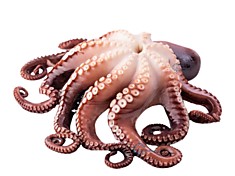 Осьминог, 1000кг+/Octopus, 1000kg+