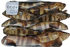 Терпуг, 18кг./ Greenling,18 kg/